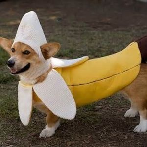 Meet your Posher, Peter